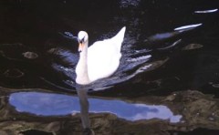 swan in Dodder