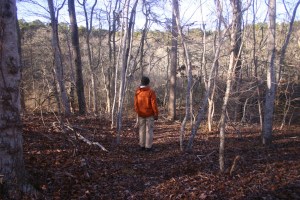 The trail minus foliage