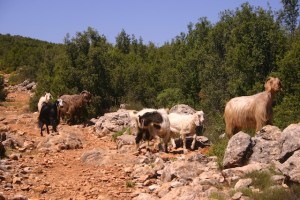 Keçiler (goats) on Lycian Way