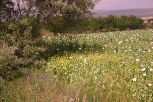 Poppies (Papaver somniferum)