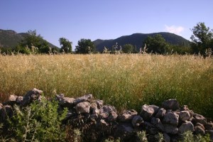 Barley in the Bezirgan yayla