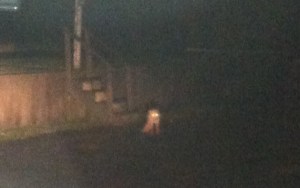 Blurry fox, Wellfleet marina