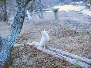 White fox, Truro, by Desmond  Tetrault