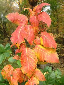 Toxicodendron radicans, poison ivy