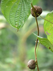 Dioscorea bulbifera (air potato)