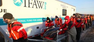 Rescuing stranded dolphins, whales, and seals