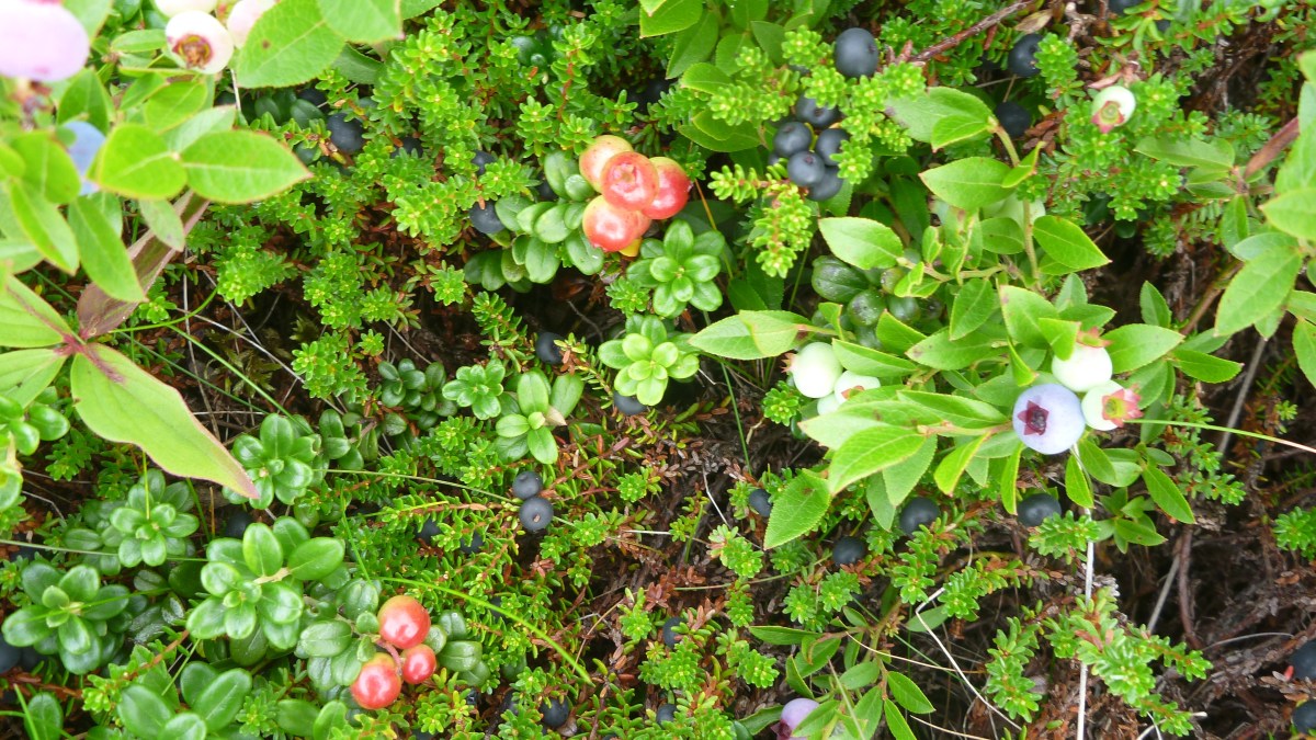 Blueberry, Bearberry