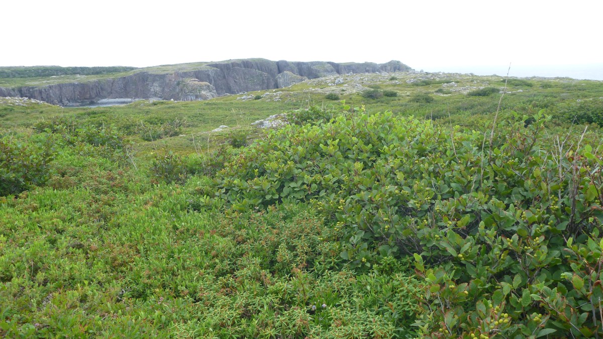 Terrain, hill of blueberries