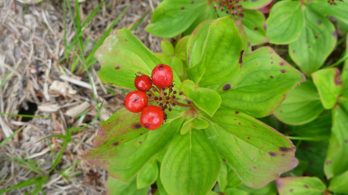 Partridgeberry