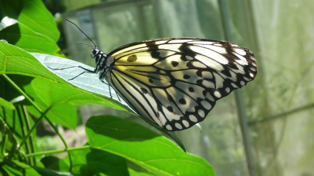 Butterfly at Butterfly Valley Resort