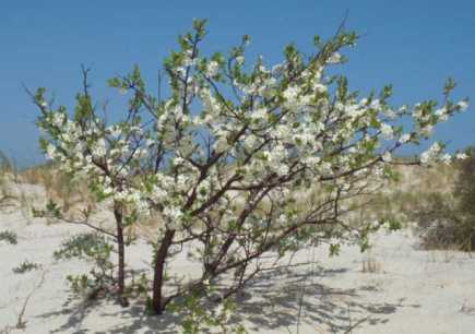 Beach plum on dune