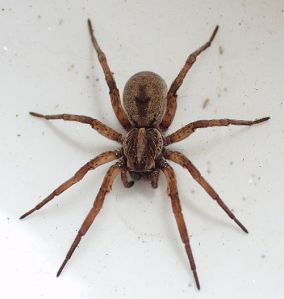 Wolf spider