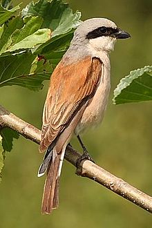 Red-backed shrike (Lanius collurio)