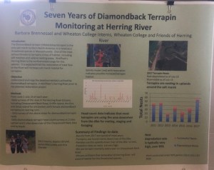 Poster on monitoring diamondback terrapins nesting on the Herring River