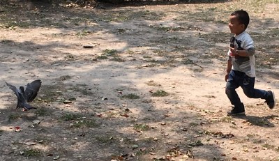 A pigeon, the best animal at the zoo