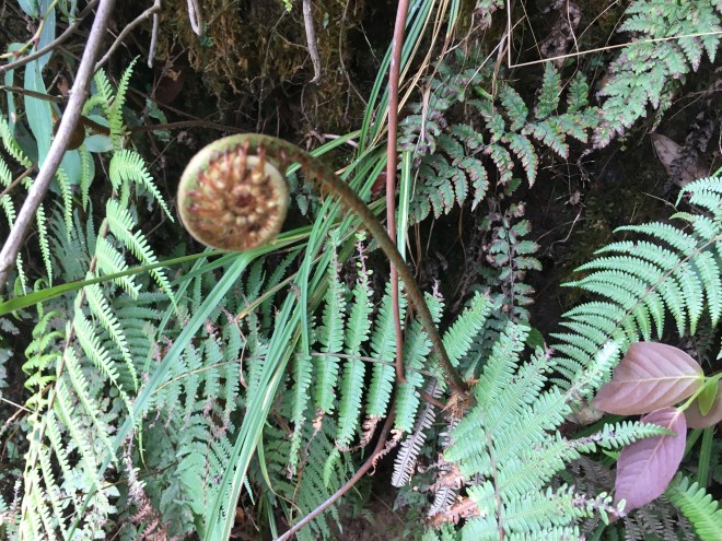 Fiddleheads, a favorite food treat in both US and Nepal
