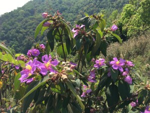 Flowers en route to the World Peace Stupa
