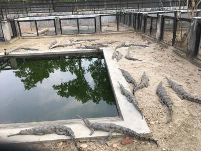 Gharials at the conservation center